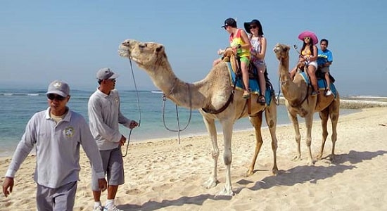 Harga tiket Bali Camel Safari